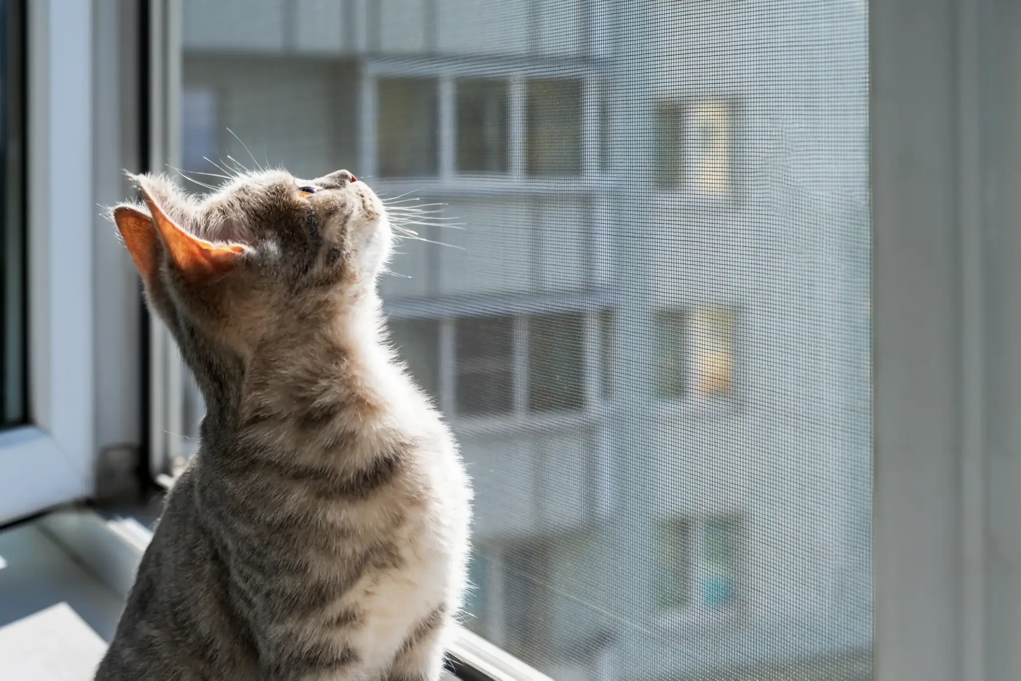 Kot siedzący przy oknie z moskitierą – bezpieczne moskitiery odporne na kota chroniące mieszkanie w bloku.