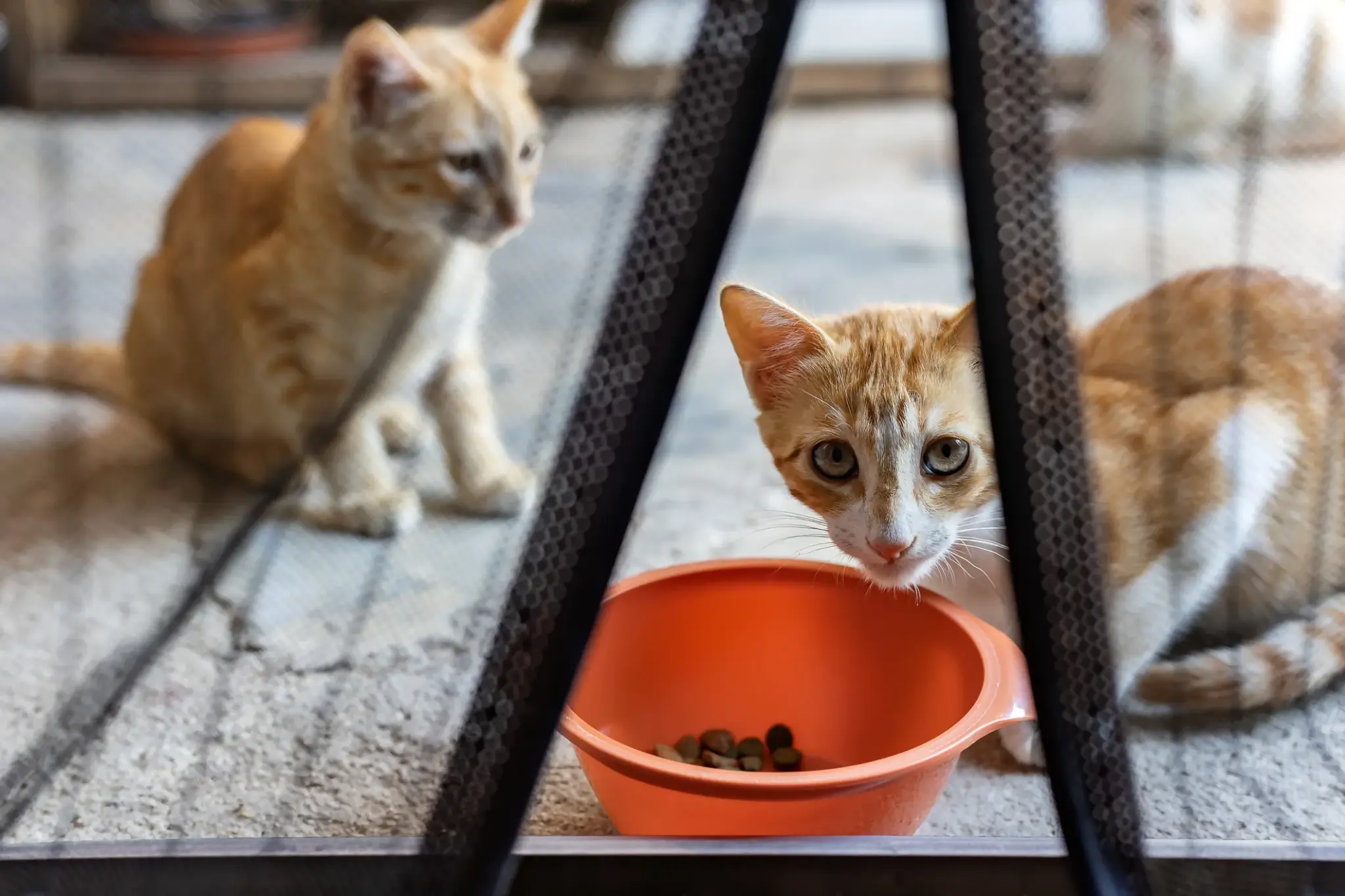 Koty za moskitierą drzwiową – bezpieczne rozwiązanie chroniące wnętrze przed owadami i umożliwiające zwierzętom swobodne korzystanie z balkonu.