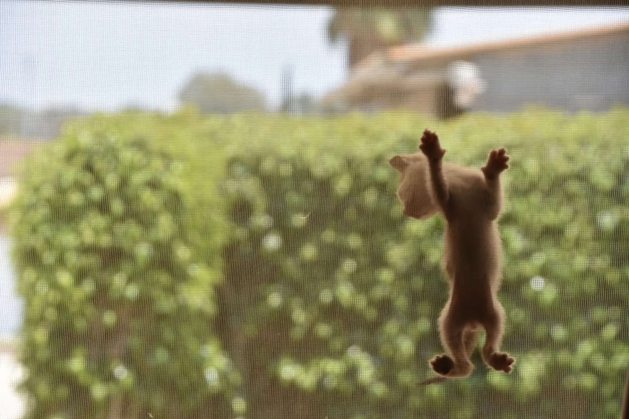 Kot wspinający się po moskitierze – przykład uszkodzeń, które mogą powodować zwierzęta bez odpornej siatki.