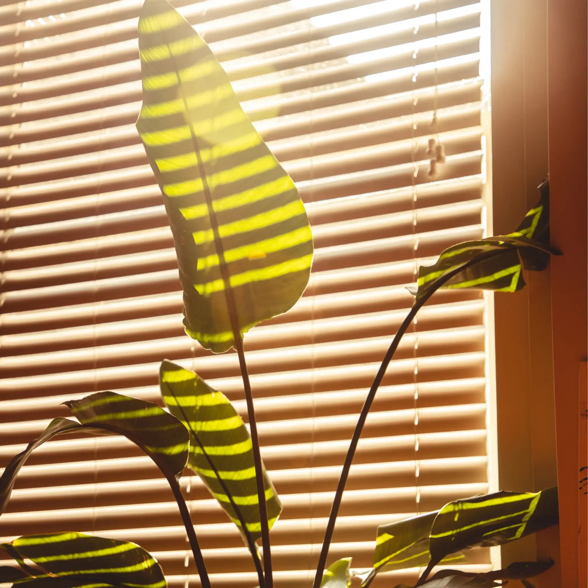 Dlaczego warto wybrać żaluzje aluminiowe? product img